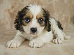 Caring for a Cavachon