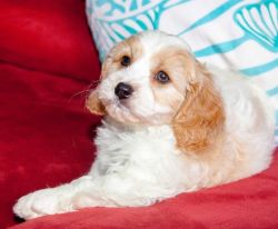 Adorable Cavachons From F1 Health-tested Parents