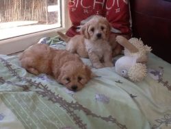 cavachon puppies for sale