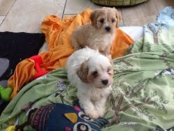 cavachon puppies for sale