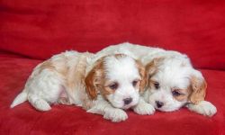 Cute & Cuddly Cavachon Puppies