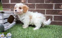 New litter of Cavachon puppies Available Now