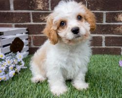 Healthy Male and Female Cavachon puppies
