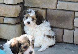 Adorable Cavachon puppies For Sale