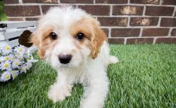 Astonished Cavachon Puppies For Sale