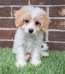 Well Socialized Cavachon Puppies For Sale
