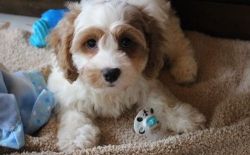 Lovely Cavachon Puppies for sale.