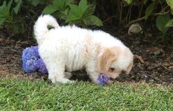 12 Weeks Old Cavachon Puppies For Sale