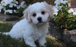 Adorable Cavachon puppies ready for Sale