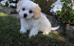 Male and female Cavachon puppies available