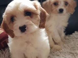 Stunning F1 Cavachon Puppies READY AND AVAILABLE RIGHT NOW