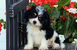 Male and female Cavachon puppies for pet lovers