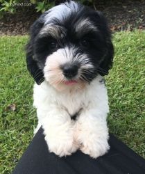 Charming Cavachon puppies available