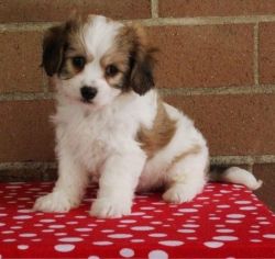 APRI registered Cavachon Puppies For Sale