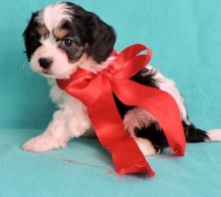 Home raised Cavachon Puppies For Sale Now!!