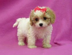 Cavachon Puppies Available now