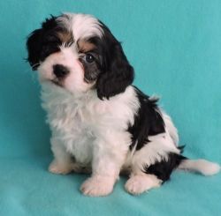 Home Raised Cavachon puppies available