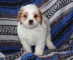 Well Socialized Cavachon Puppies For Sale