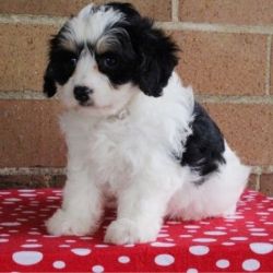 Quality Cavachon Puppies For Sale