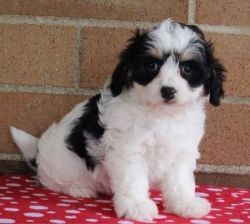 Gorgeous Male and Female Cavachon Puppies
