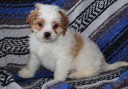 Male and female Cavachon puppies Ready Now
