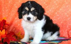 Adorable Cavachon Puppies for Sale