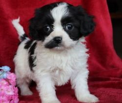 Male and Female Cavachon puppies For Sale.