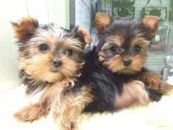 Yorkshire Terrier puppy available.