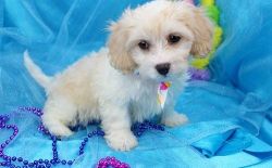 Well Socialized Cavachon Puppies.