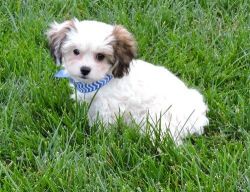 Lovely Cavachon Puppies for sale