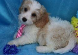 Male and female Cavachon puppies to offer