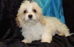 Microchipped and Dewclaws Removed Cavachon Puppies