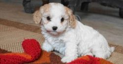 adorable male and female Cavachon puppies