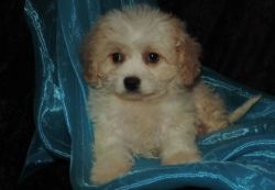 microchipped Male and Female Cavachon Puppies