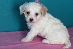 Adorable and Playful Cavachon Puppies