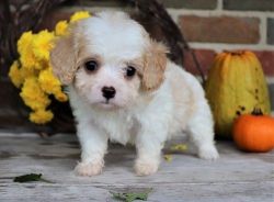 New litter of 5 Cavachon pups ready to go now