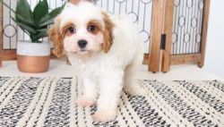 Sweet and Loving Little Cavachon Puppies