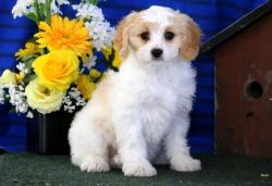 Adorable Little Male and Female Cavachon Puppies