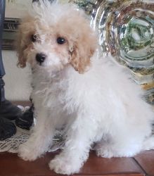 Petite Gorgeous Male and Female Cavachon Puppies