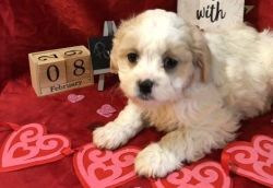 White and Tan Male and Female Cavachon Puppies