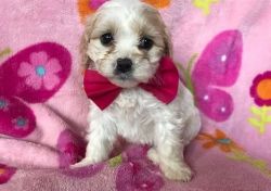 Well Socialized Cavachon Puppies