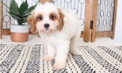 Sweet and Loving Little Cavachon Puppies