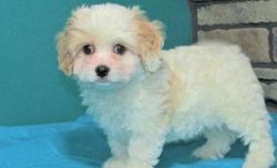 Playful Little Male and Female Cavachon Puppies