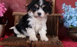 Friendly, Sweet Male and Female Cavachon Puppies