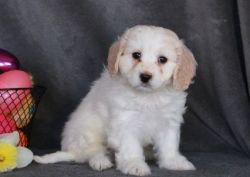 cute little Cavachon puppy with a bubbly personality.