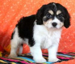 Boys and girls Cavachon puppies for sale
