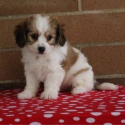 Home Raised Cavachon Puppies For Sale.