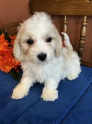 Cavachon 10 Week Old Puppy For Sale
