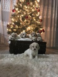 Best Presents for Christmas! Cavachon Puppies