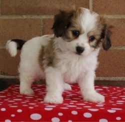 Well Socialized Cavachon for sale.